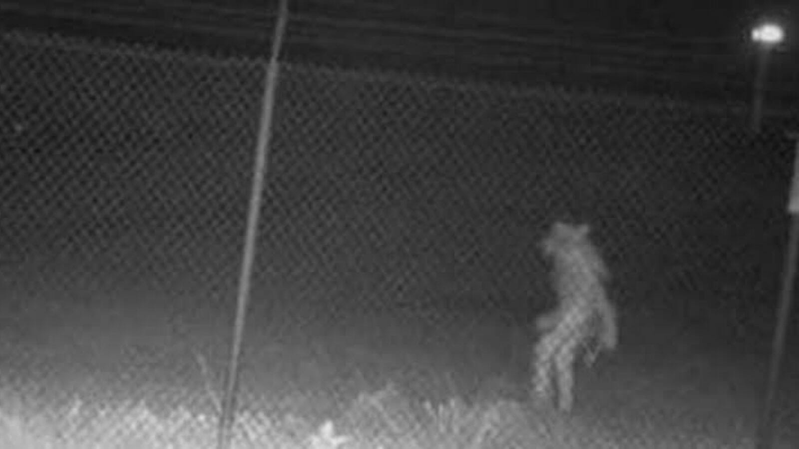 'Wolfman-Like' Creature Captured On Camera Outside Texas Zoo. Twitter ...