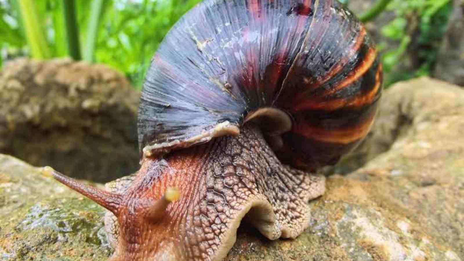 Large African Land Snail