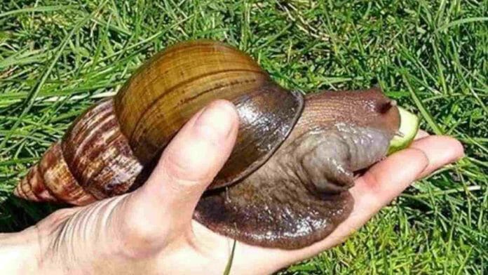 Large African Land Snail