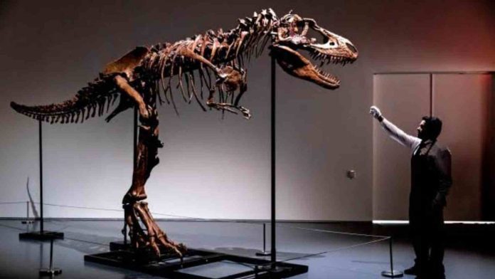 77-Million-Year-Old Skeleton Of Gorgosaurus