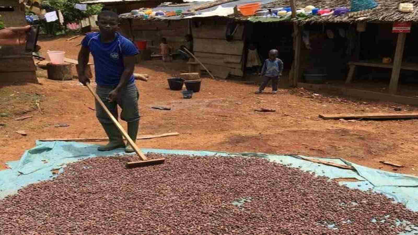 Cocoa Farmers