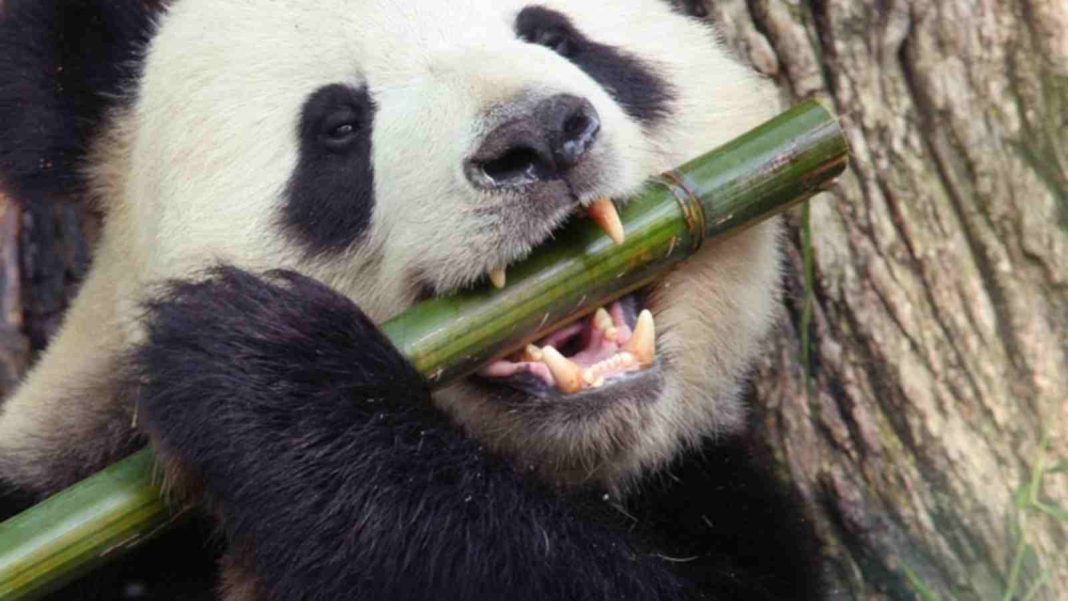 How Did Pandas Become Vegetarian? 6-Million-Year-Old Mystery Finally