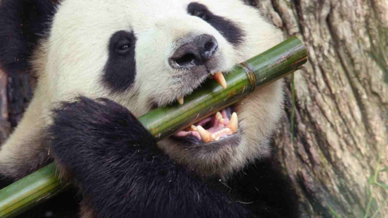 Panda eating Bamboo Stick