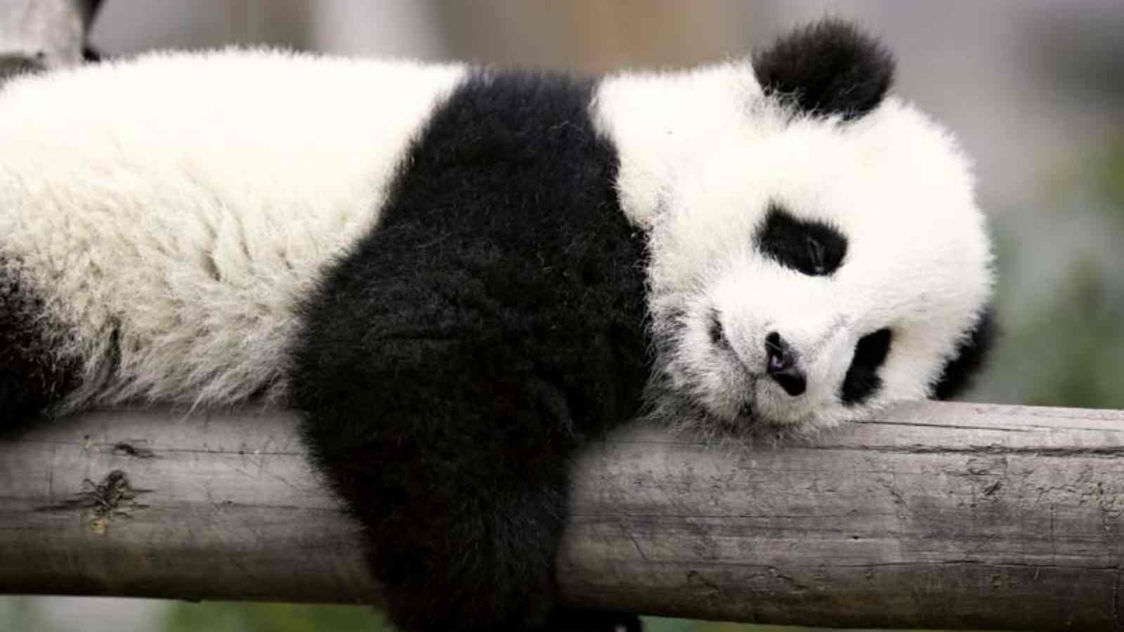 Lazy Panda
