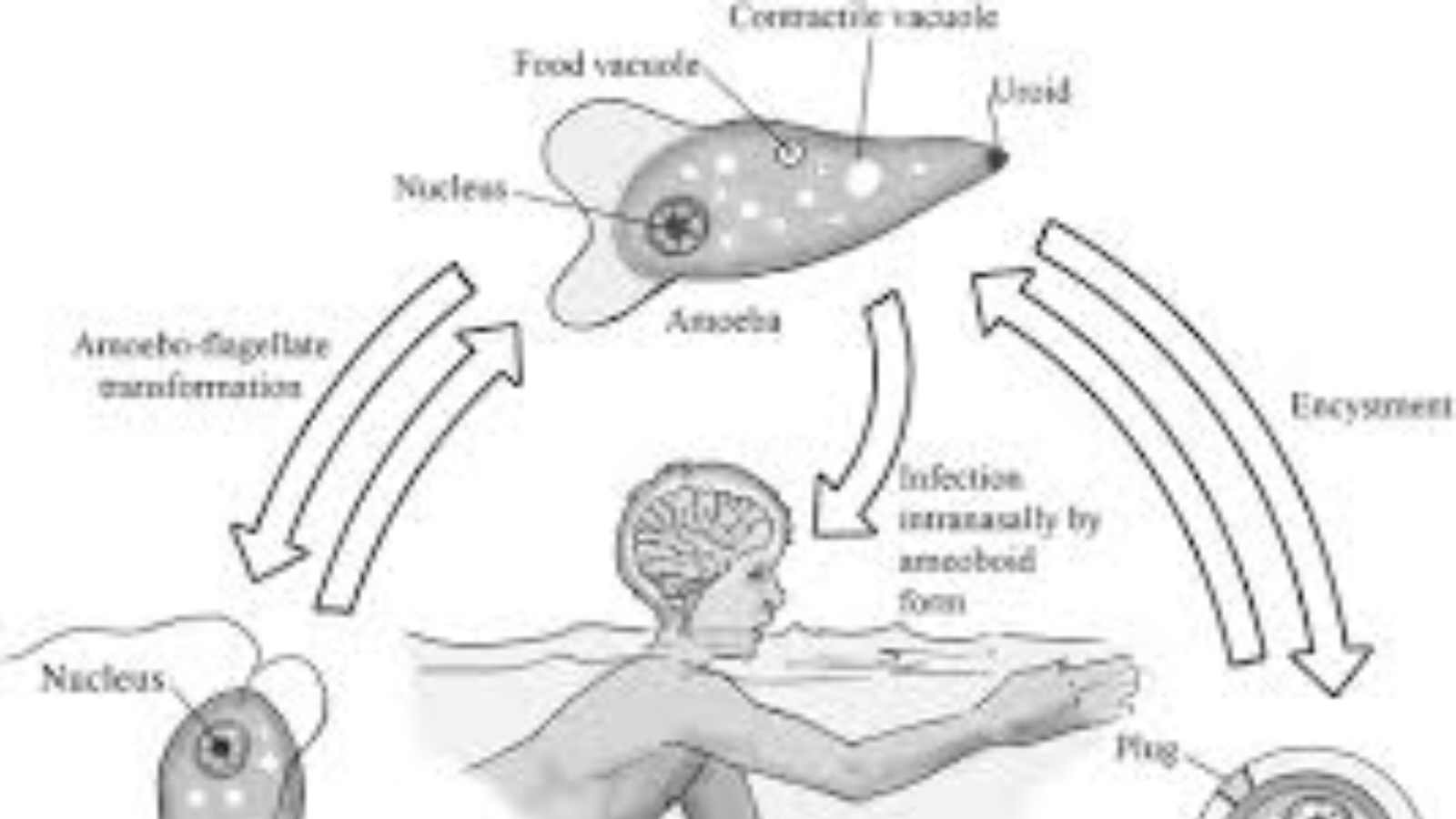 Brain eating amoeba