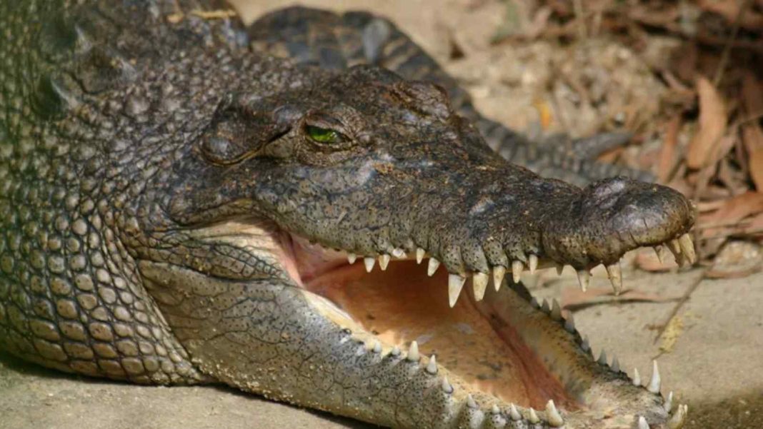 Do Crocodiles Really Shed Fake Tears? The Real Story Behind Crocodile Tears