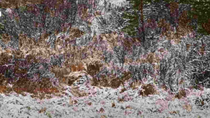 Try to find out the loner wolf in the snow laden forest in 18 seconds