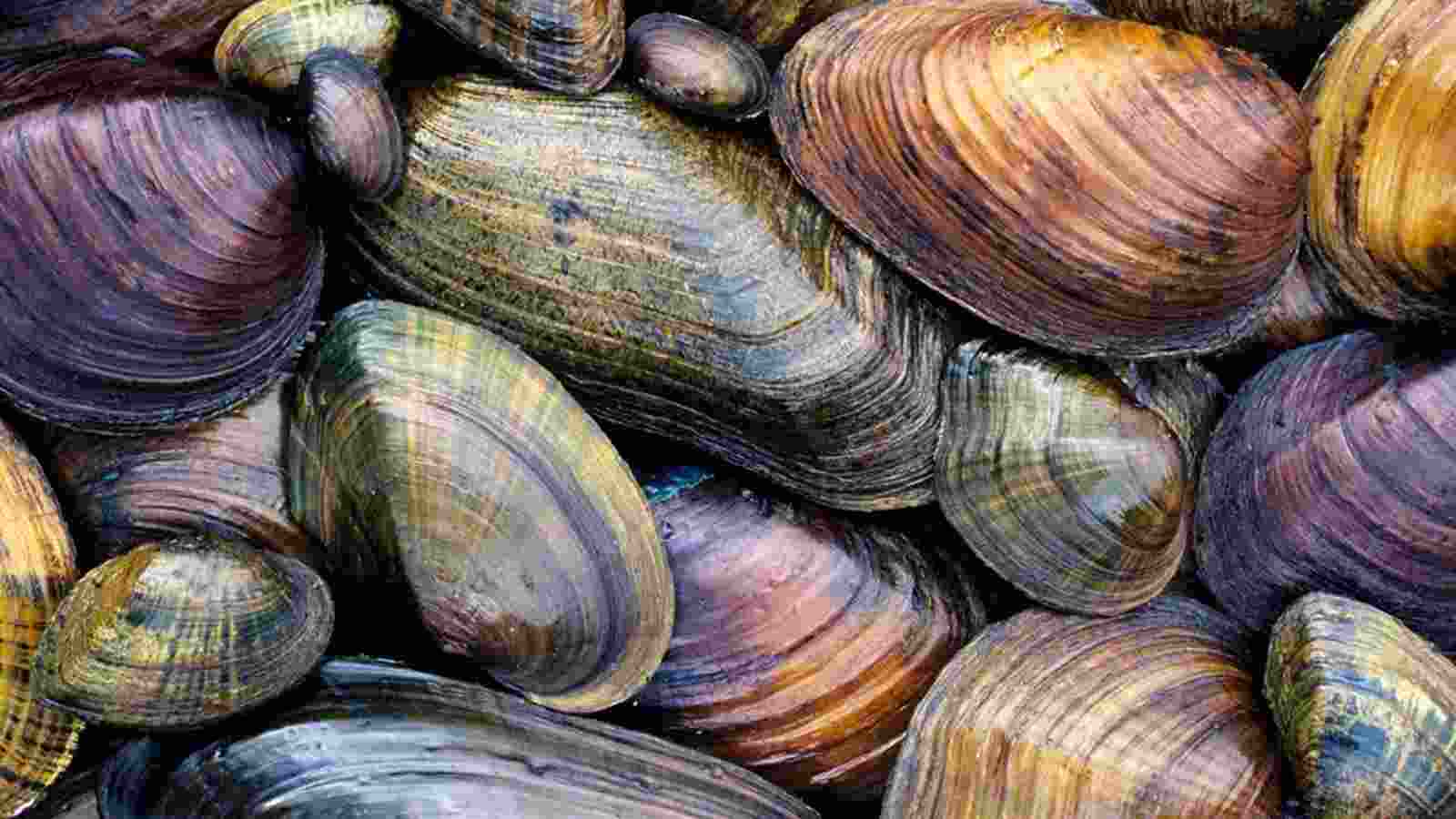 Pearl Mussel