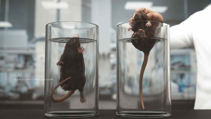 Rat experiment
