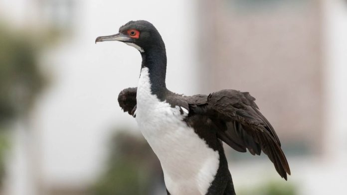 Guanay cormorant