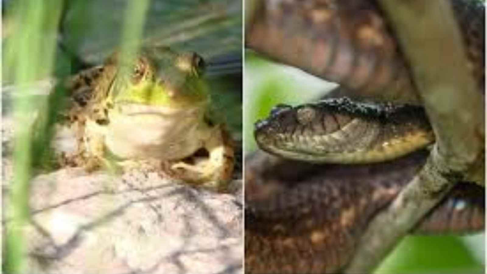 Invasive species of snake and frog
