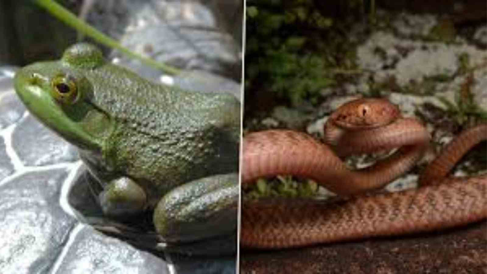 Invasive species of snake and frog