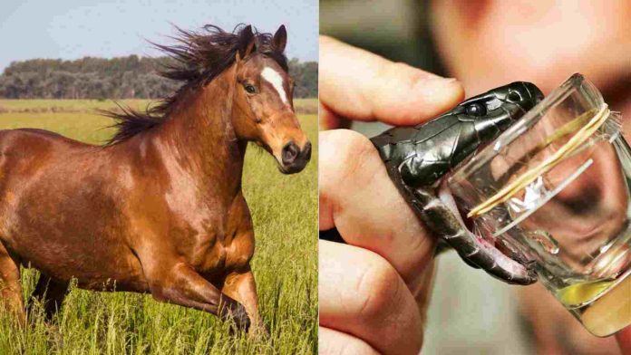 Horse saves from snake venom