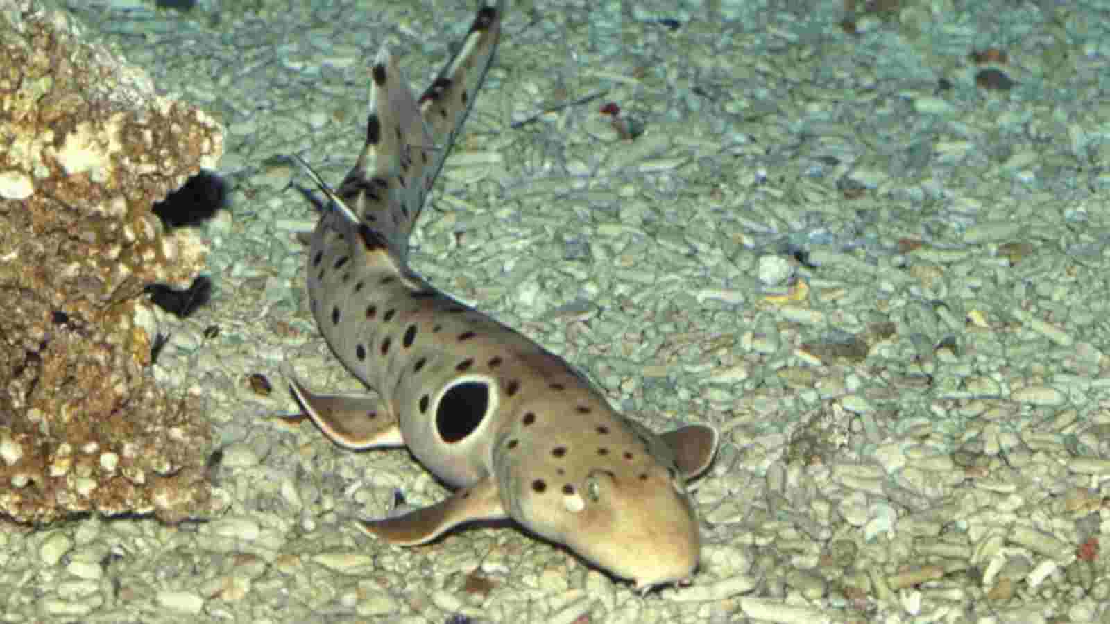 Epaulette shark