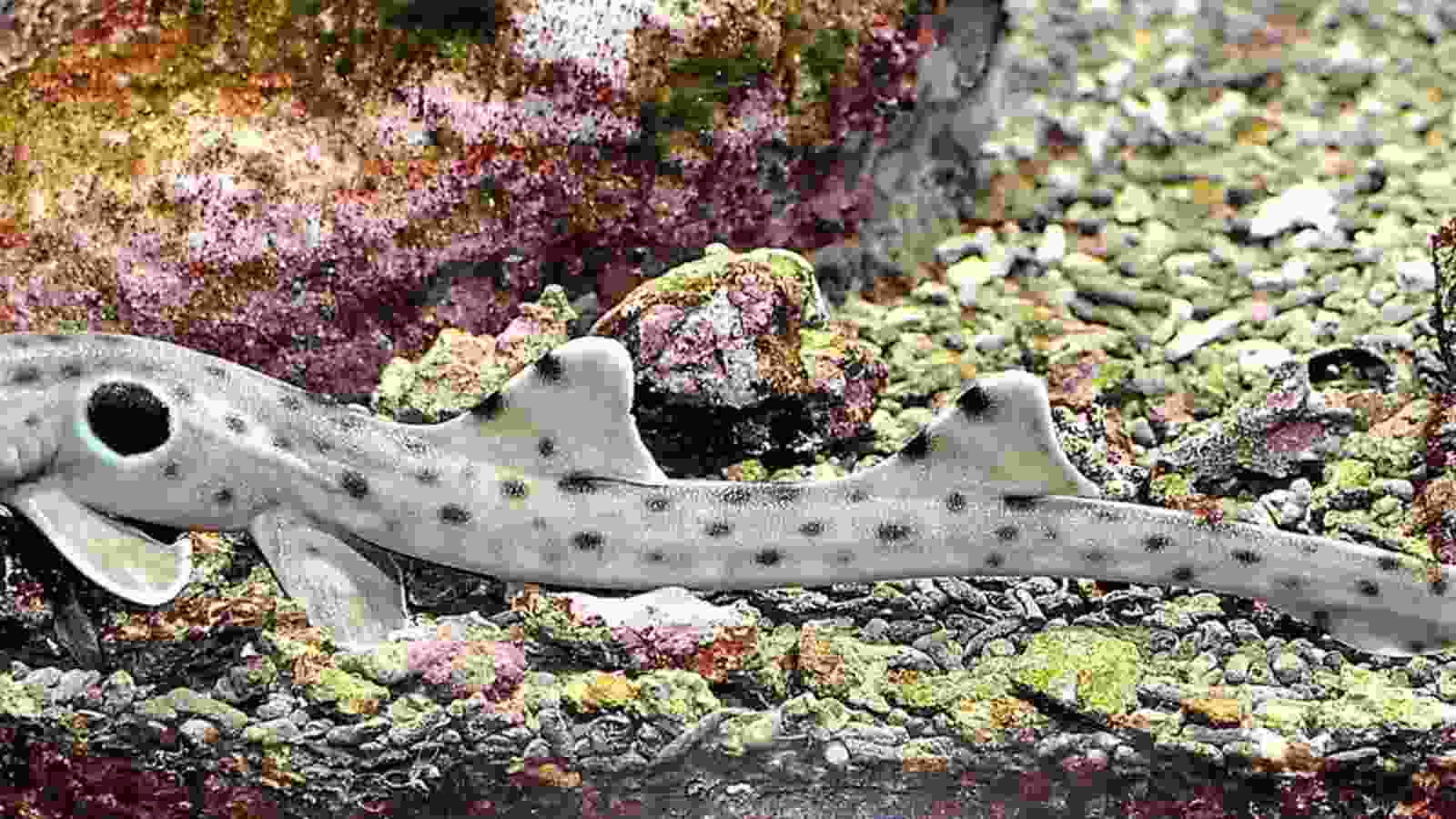 Epaulette shark 