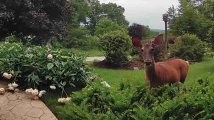 Deer adorably reacts to woman speaking through camera