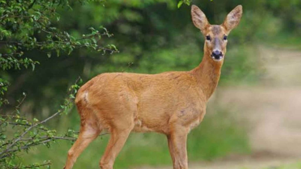 Deer was eating from their bushes, infront of their house 