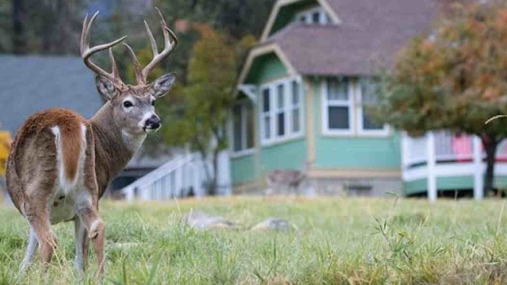 Deers have often been found near there localty 