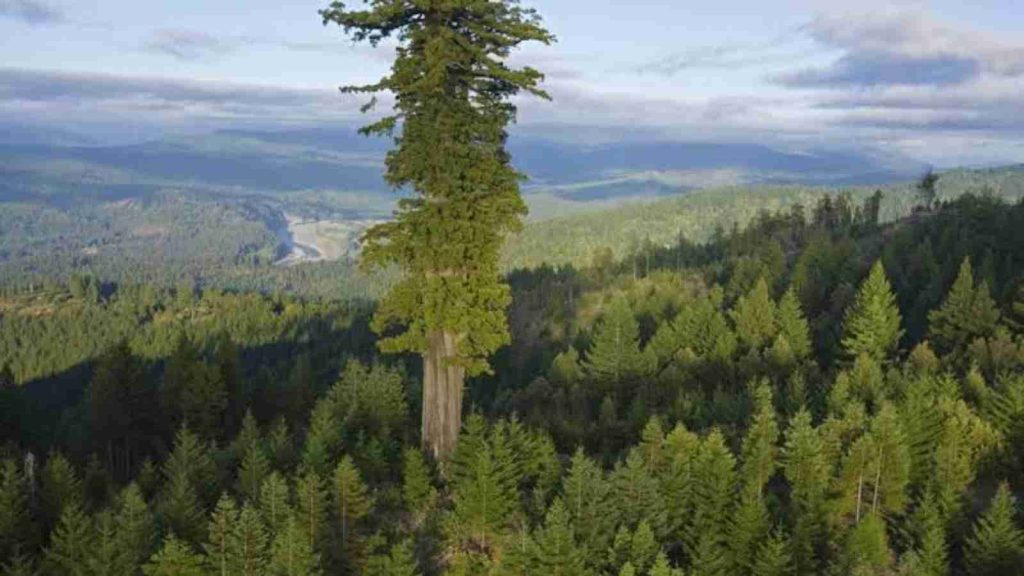 The tallest tree in the world 