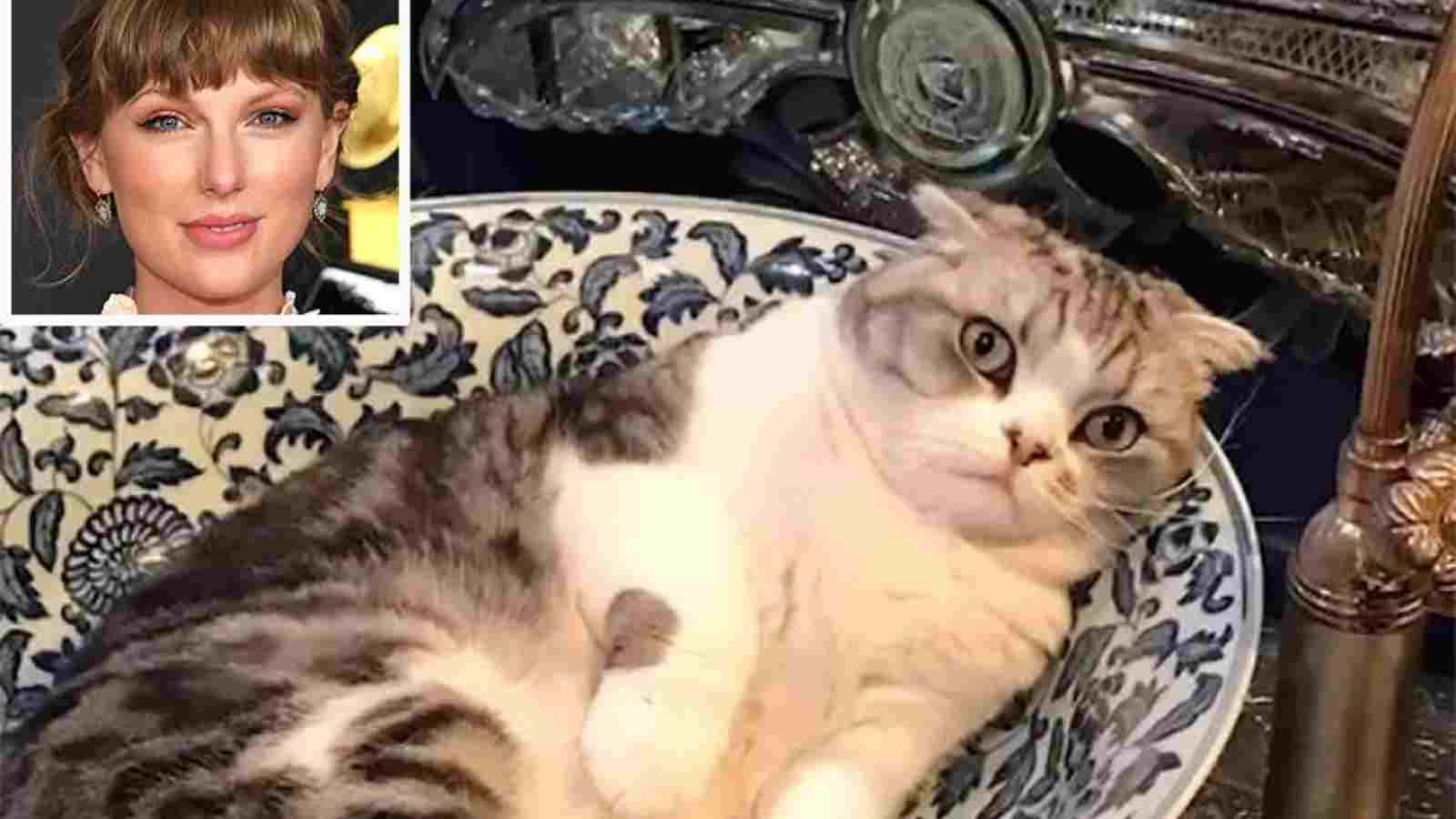 How Many Cats Does Taylor Swift Have? What Are Their Names And Breeds?