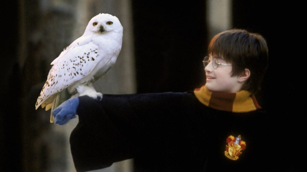 Owl