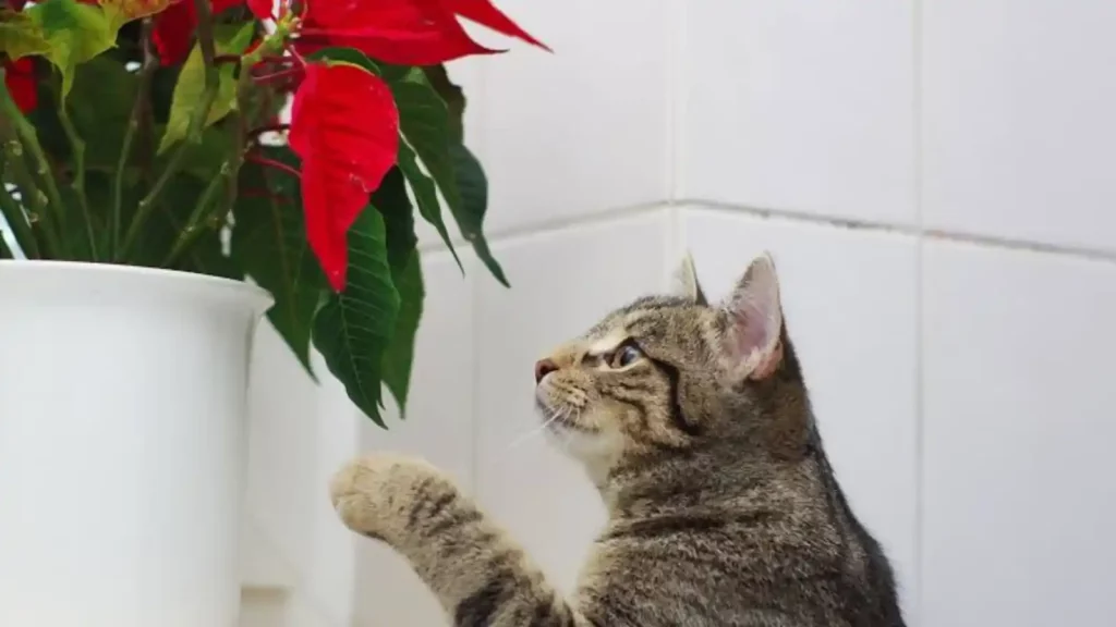Christmas Cactus  can cause gastronomical irritation to cats and dogs