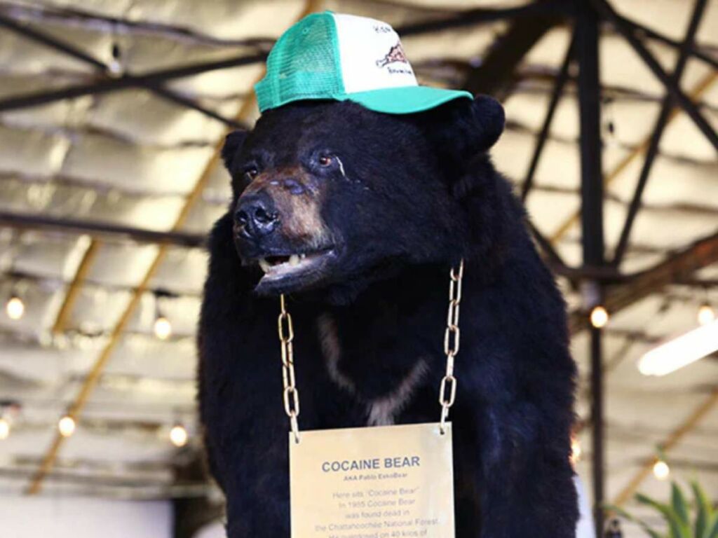 Cocaine Bear as an exhibit