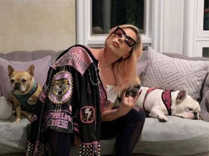 Lady Gaga is sued by Jennifer McBride for not rewarding her after she returned her bull dogs