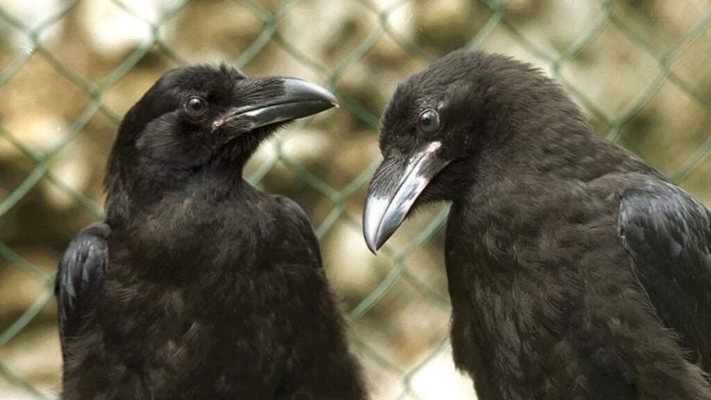 Ravens of the royal family