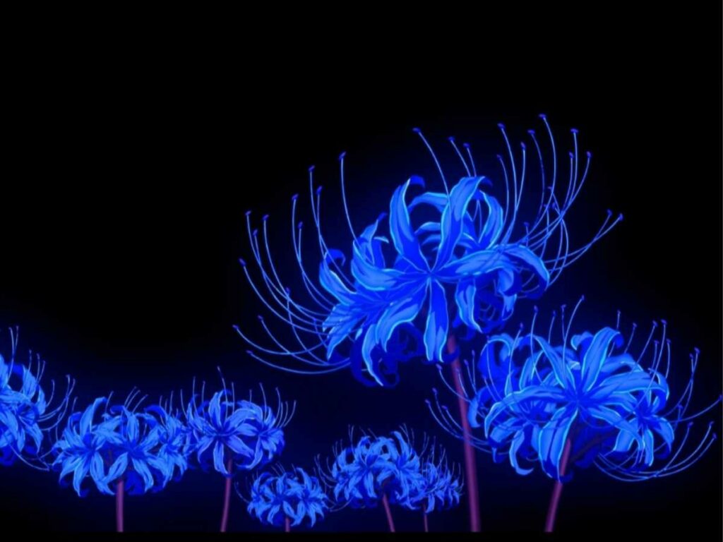 The blue spider lily