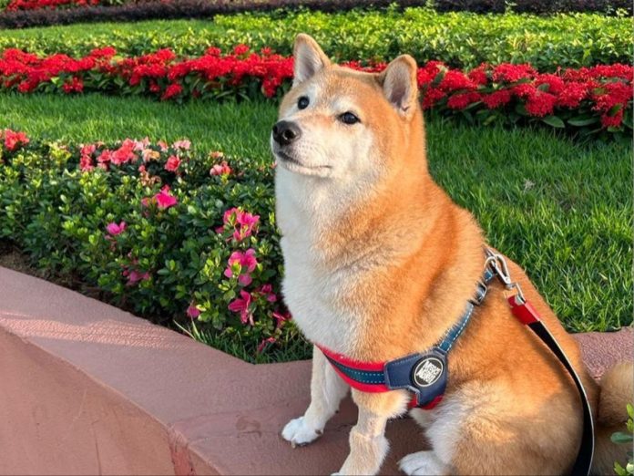 Cheems Balltze, the Shiba Inu that went viral for its adorable memes, has passed away.