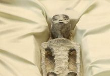 Mexican Officials Unveil Allegedly Alien Corpses