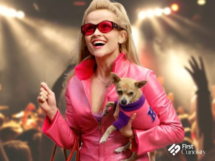 Reese Witherspoon as Elle Woods in Legally Blonde