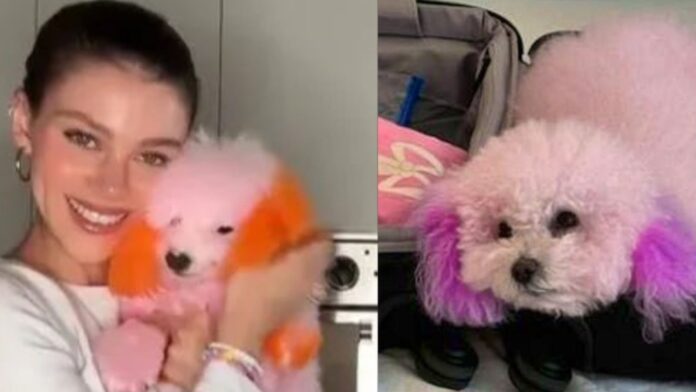 Nicola Peltz and her dogs (Image: TikTok)