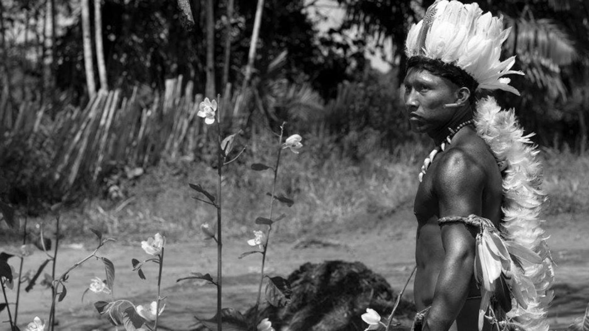 8. Embrace of the Serpent (2015)
