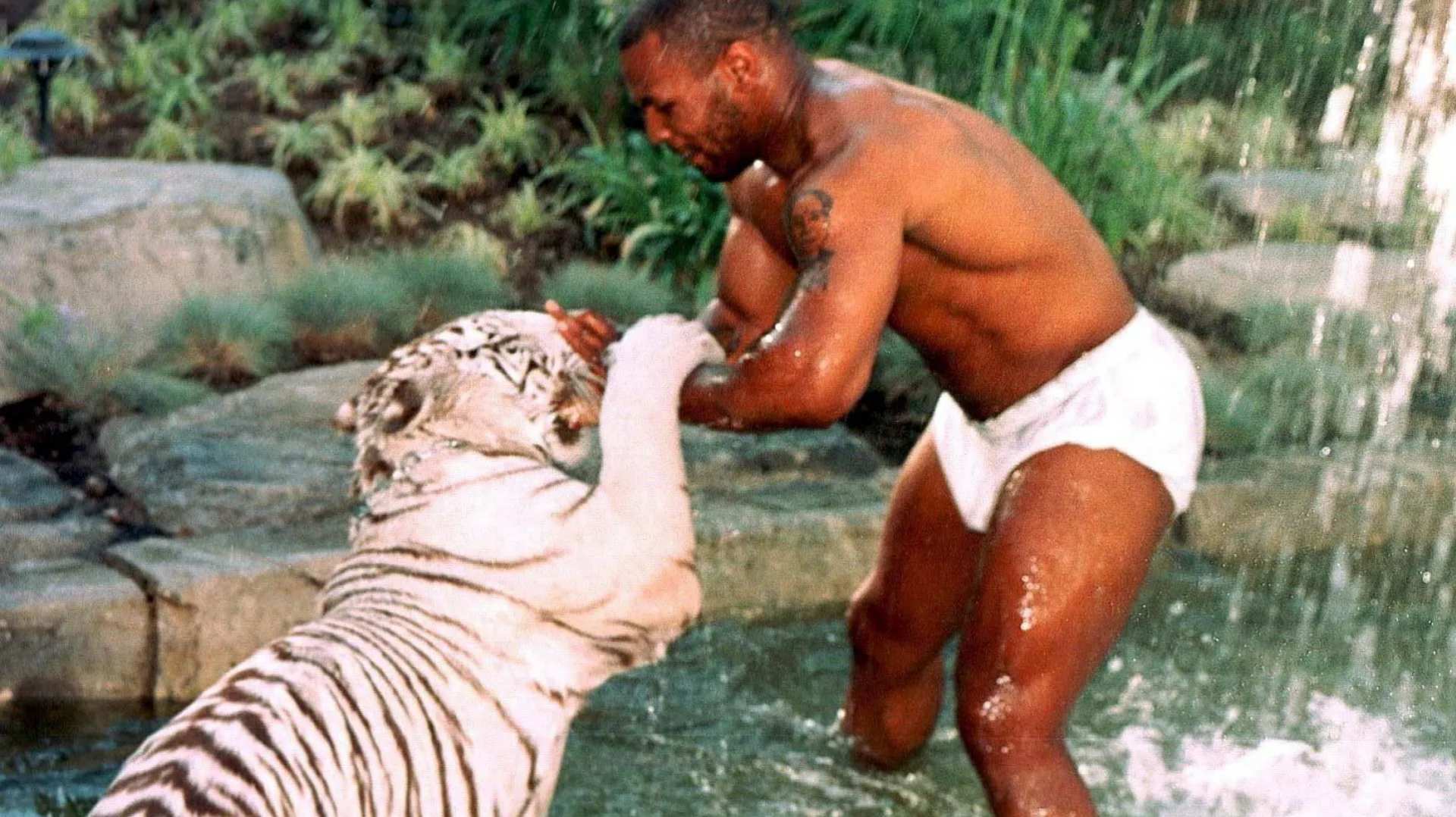 2. Mike Tyson's Exotic Menagerie: Three Bengal Tigers