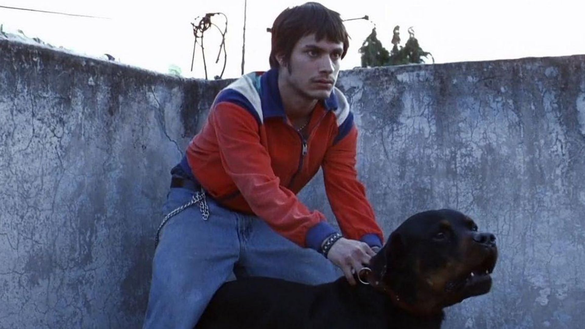 Gael García Bernal - Amores Perros