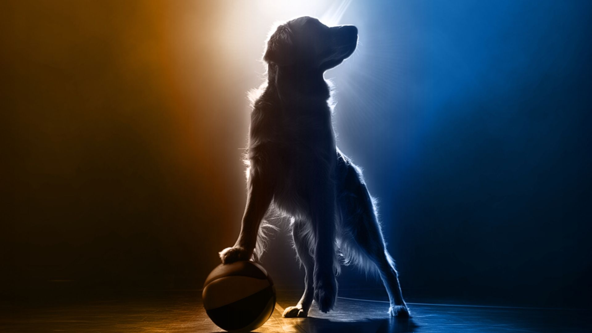 Air Bud Returns