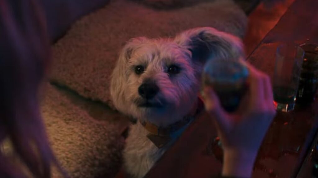 Krypto in 'Supergirl' (Image: DC)