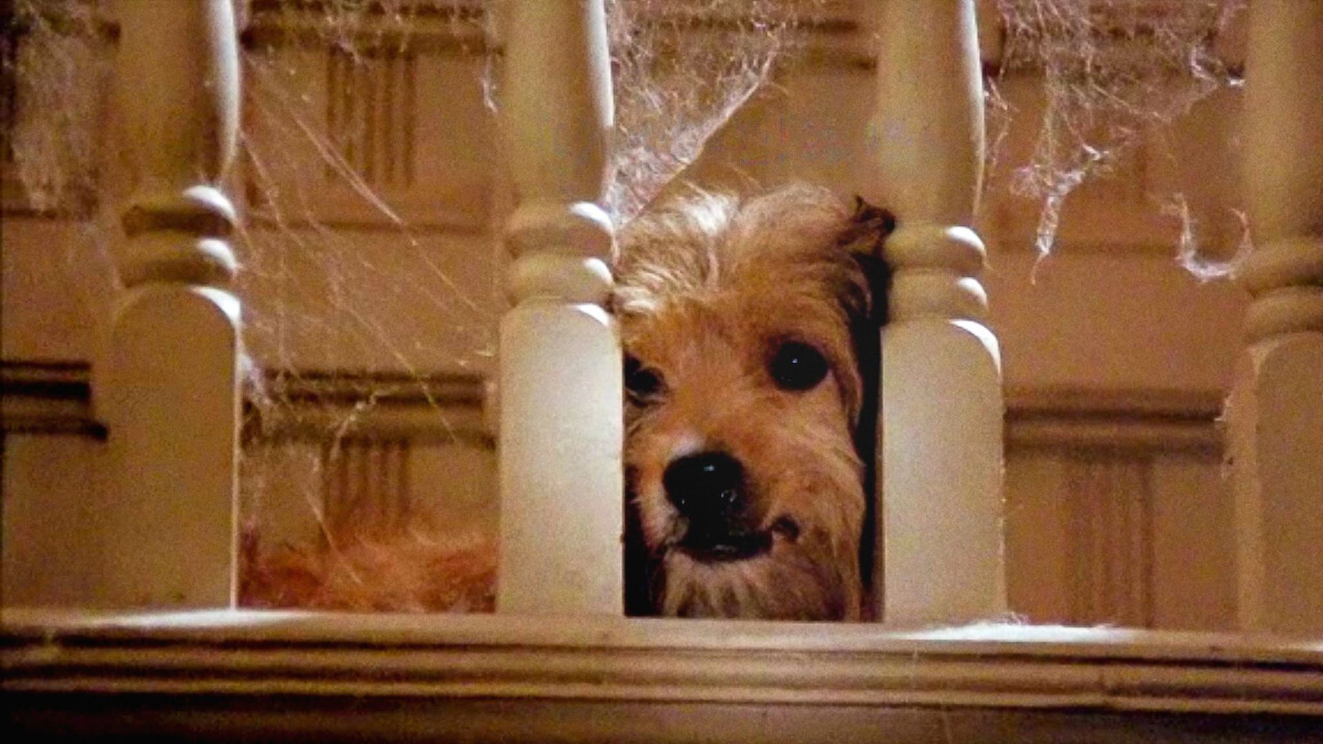 23. Benji (1974)