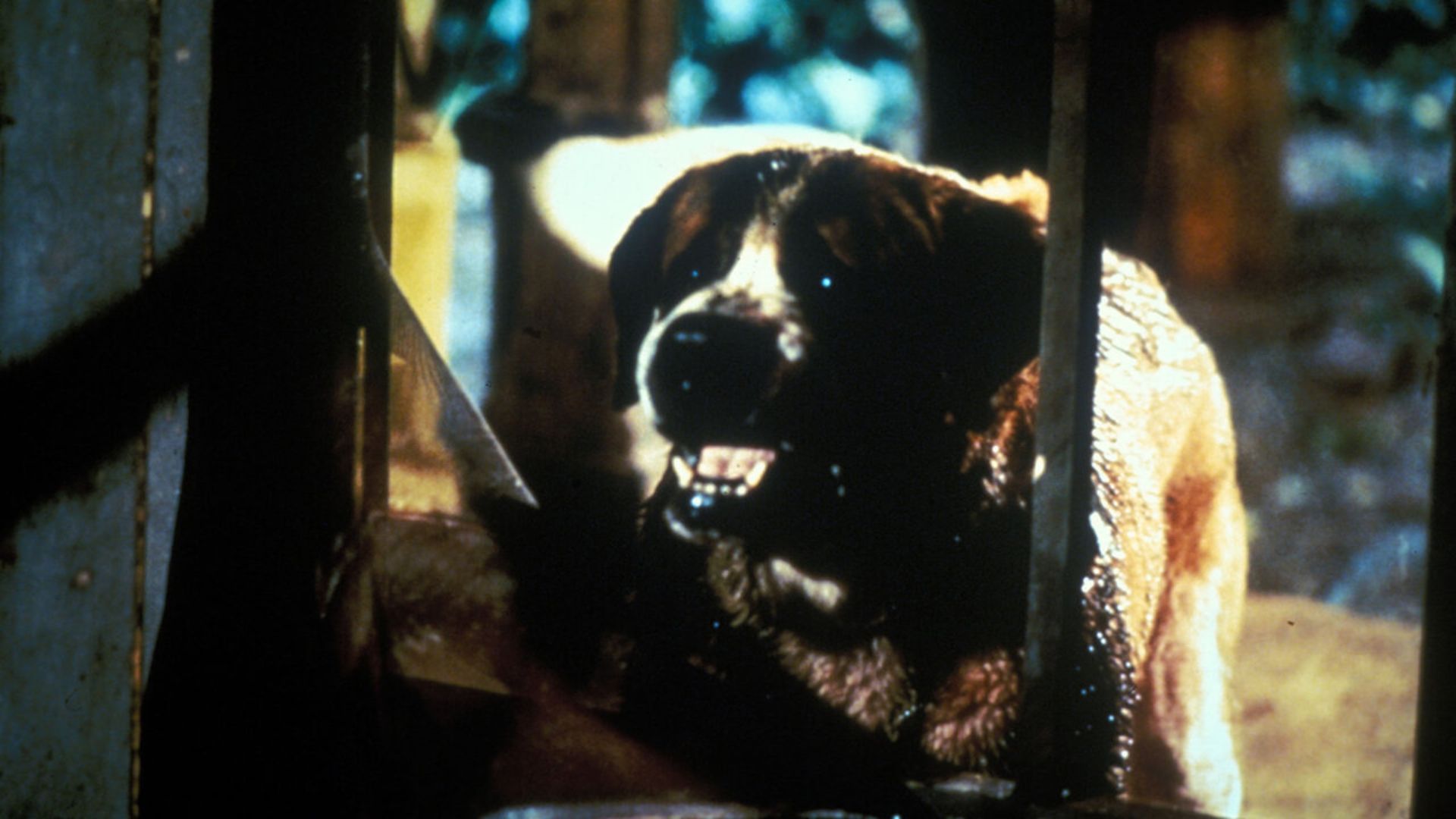 24. Cujo (1983)