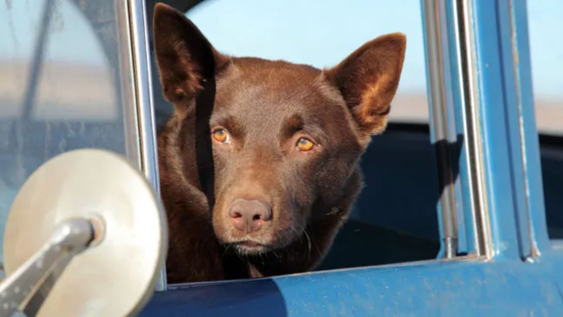 4. Red Dog (2011)