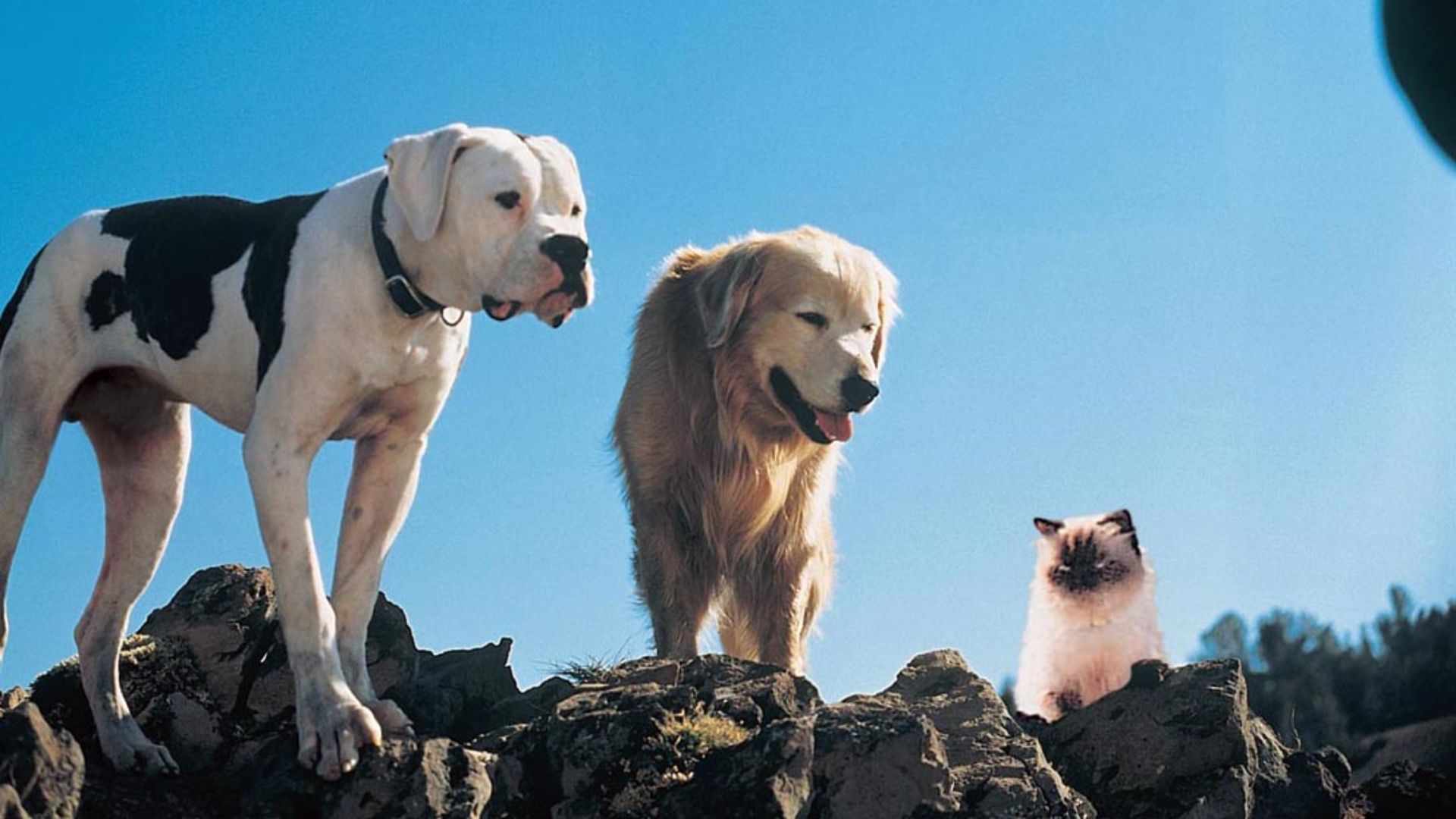 13. Homeward Bound: The Incredible Journey (1993)