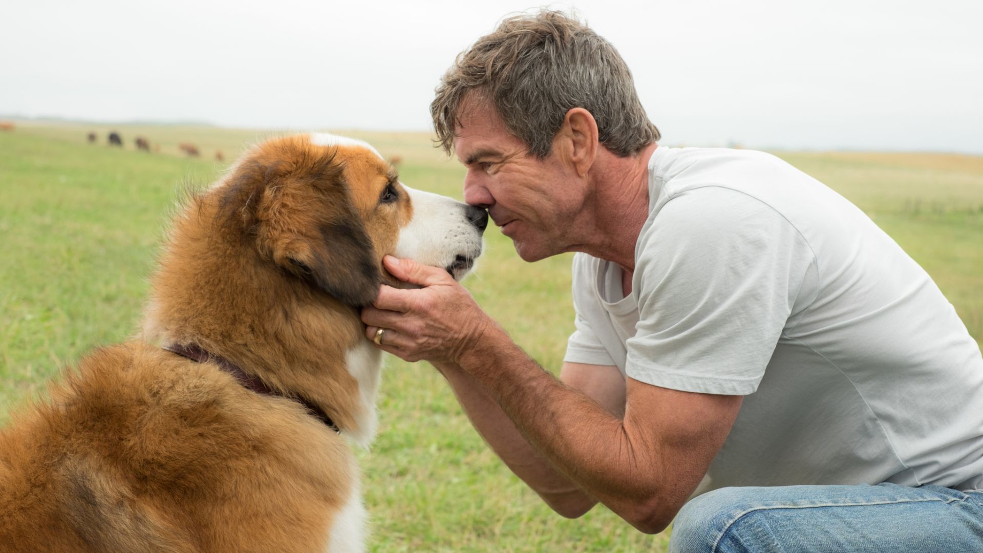 17. A Dog's Purpose (2017)