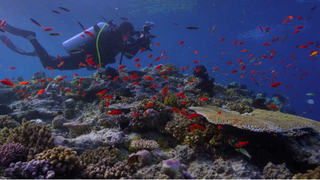Chasing Coral (2017) (Image: Netflix)