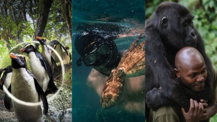 Our Planet, My Octopus Teacher, Virunga (Image: Netflix) Our Planet, My Octopus Teacher, Virunga (Image: Netflix)