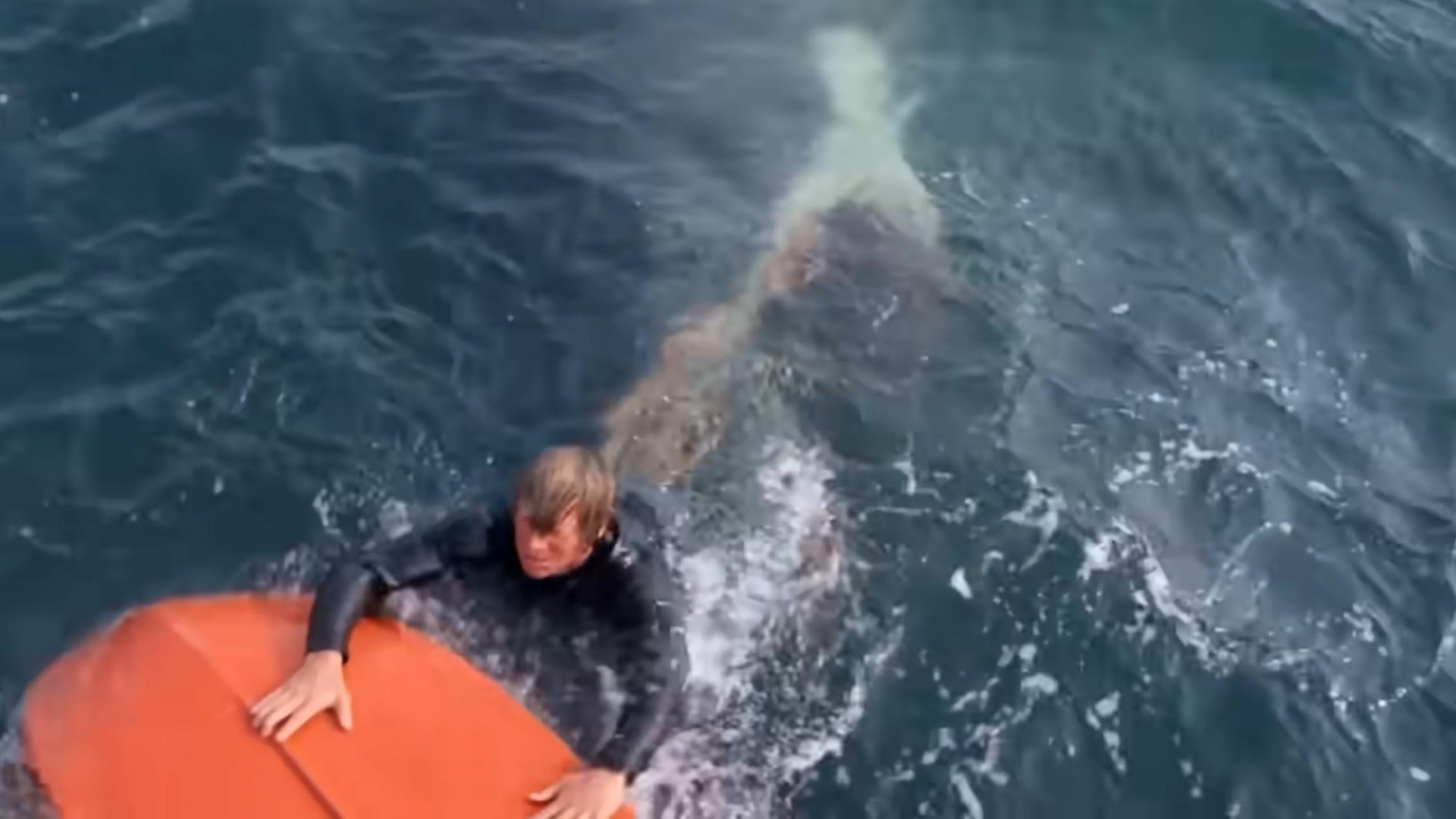7. The shark appears for only about four minutes