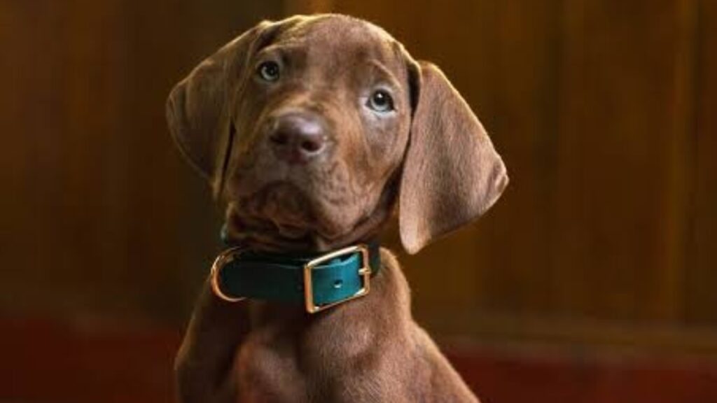 'Scooby Doo: Origins' (Image: Netflix)