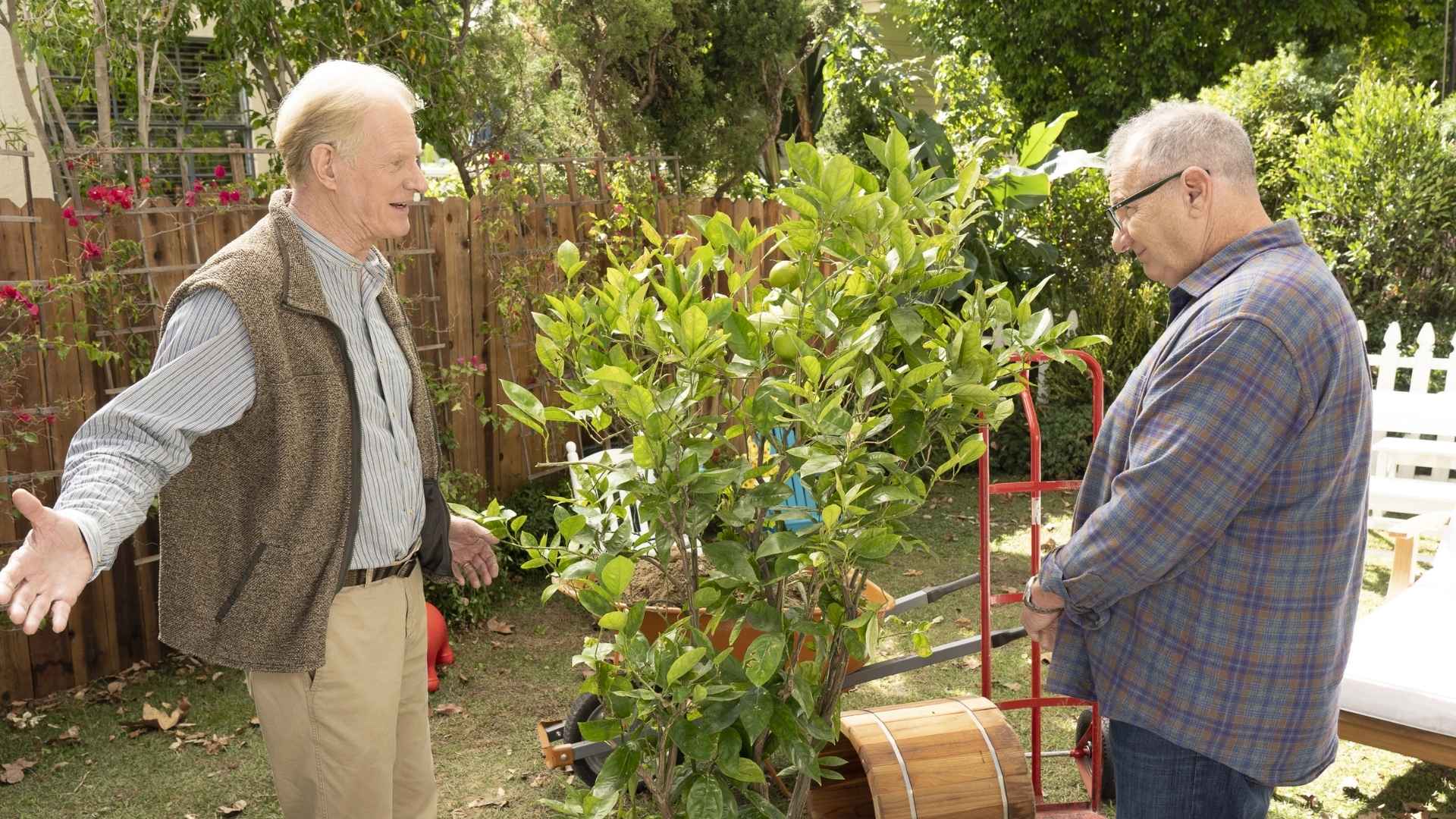 A Lime Tree Helps The Family Grieve | “Tree’s A Crowd”