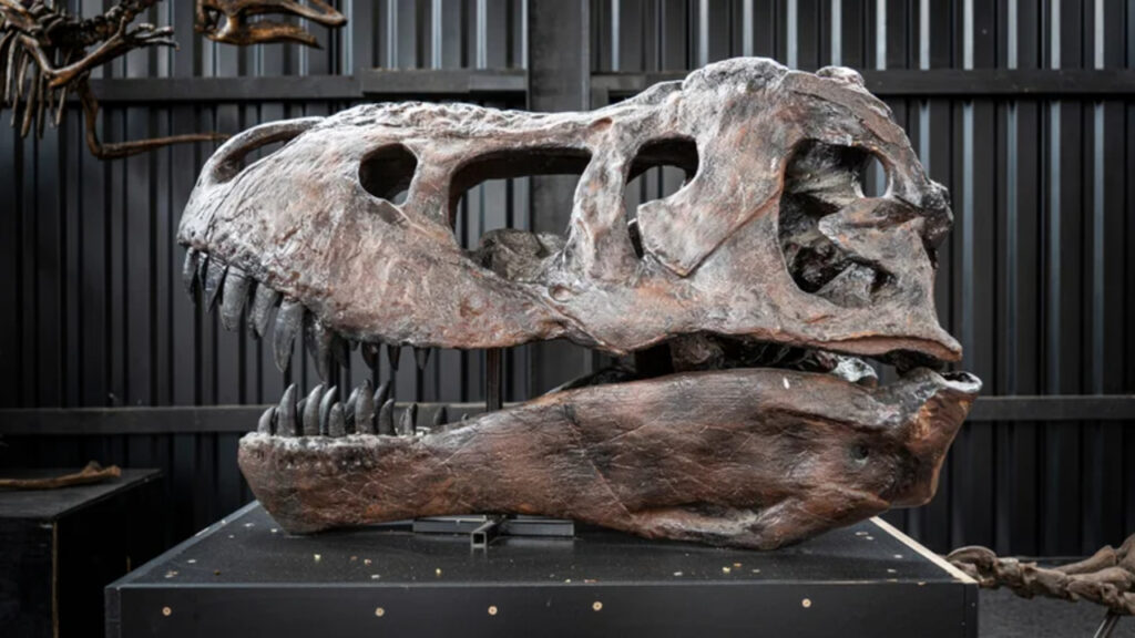 Tyrannosaurus rex Skull